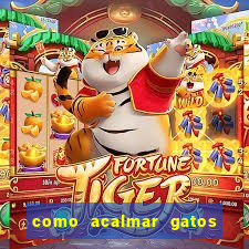 como acalmar gatos agitados a noite